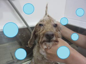 シャンプートイプー