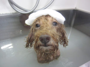 お風呂トイプー