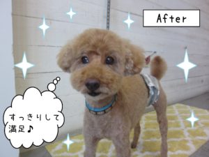 仕上がりトイプー