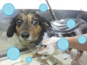 シャンプーミックス