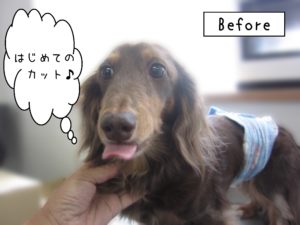 よろしくダックス