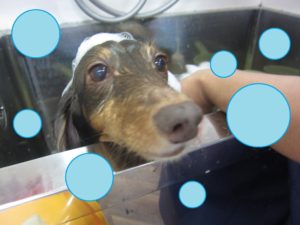 シャンプーダックス