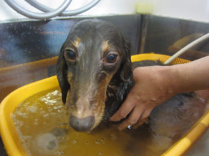 お風呂ダックス