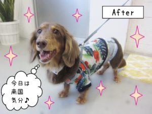 仕上がりダックス