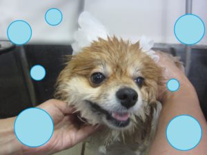 シャンプーポメ