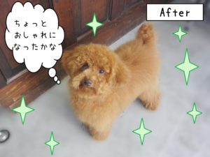 仕上がりトイプー