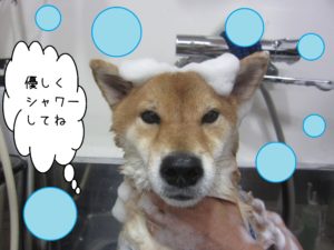 シャンプーしば