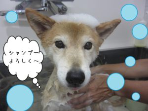 シャンプーミックス