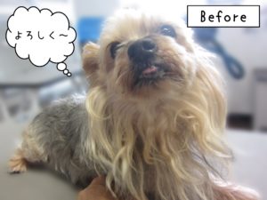 よろしくヨーキー