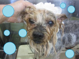 シャンプーヨーキー