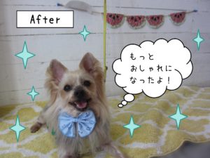 仕上がりヨーキー