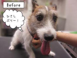 よろしくジャック