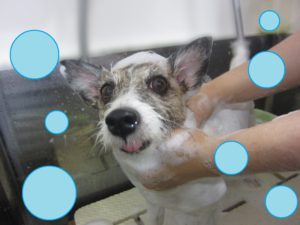 シャンプージャック