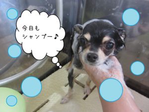 シャンプーチワワ