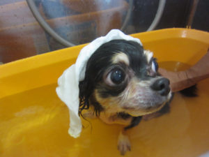 お風呂チワワ
