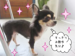 仕上がりチワワ