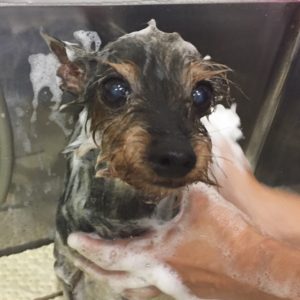 MIXのコテツちゃんシャンプー中