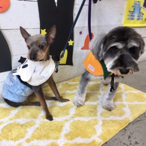 コテツちゃんこまちちゃん施術後