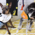 コテツちゃんこまちちゃんアイキャッチ