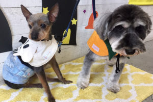 コテツちゃんこまちちゃんアイキャッチ