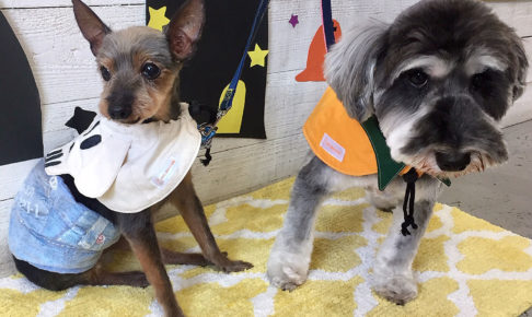 コテツちゃんこまちちゃんアイキャッチ