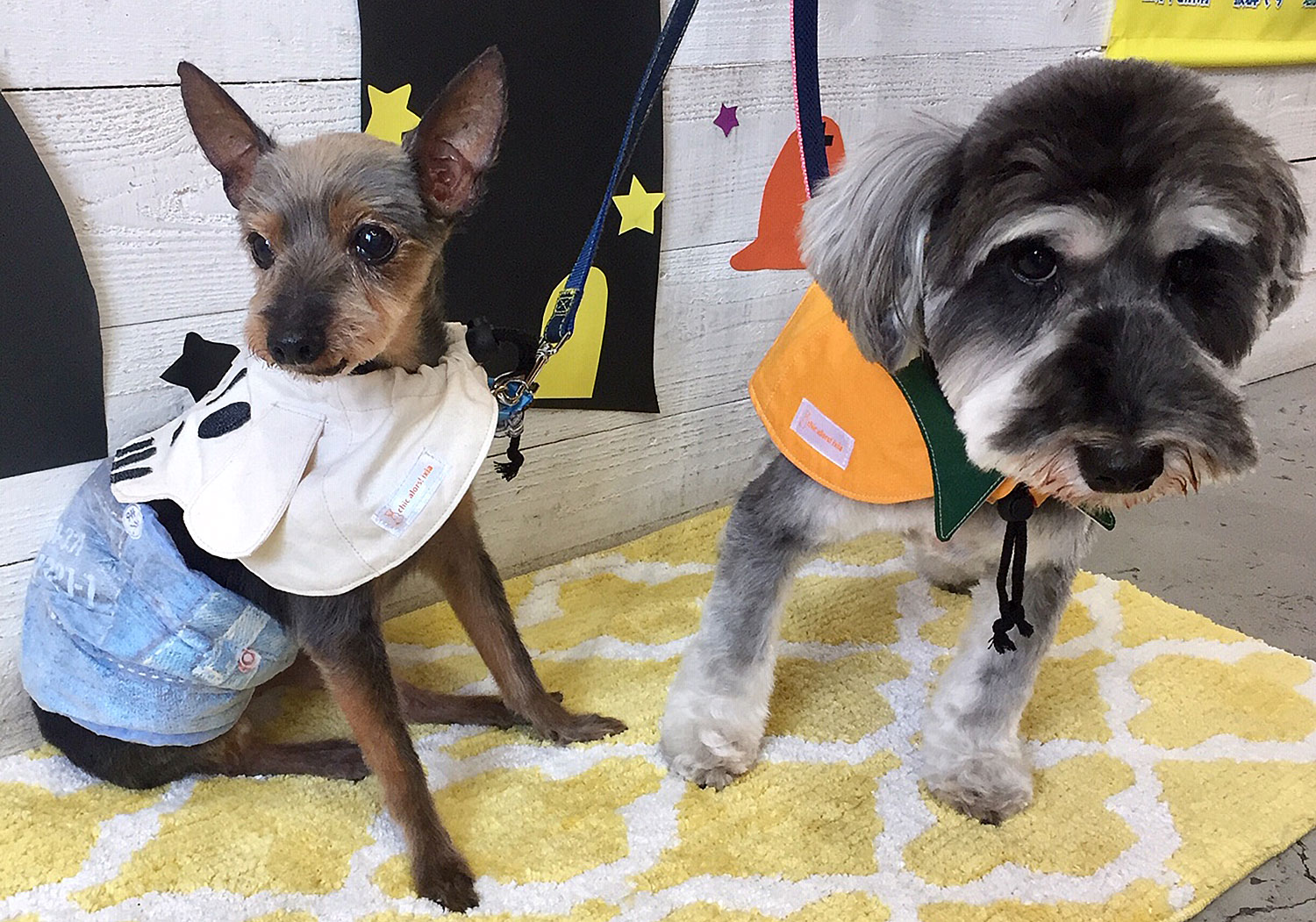 コテツちゃんこまちちゃんアイキャッチ