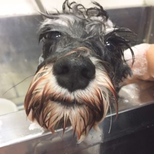 MSのこまちちゃん