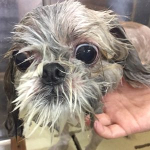 SZのたんぽぽちゃんシャンプー中