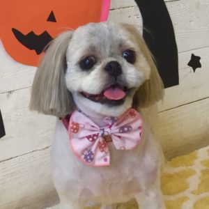 SZのたんぽぽちゃん施術後