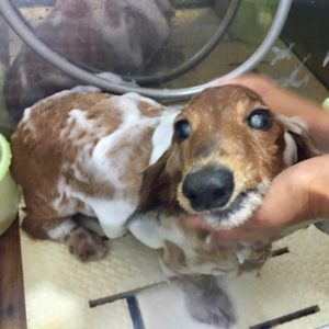 シャンプーダックス