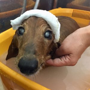 お風呂ダックス