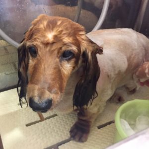 シャンプーダックス