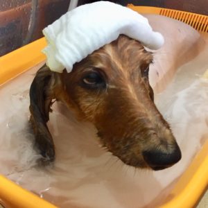 お風呂ダックス