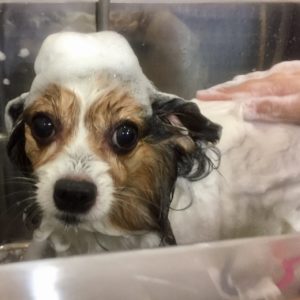 PPのメルちゃんシャンプー中