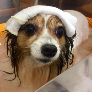 PPのメルちゃんスパ中