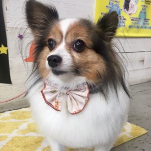 PPのメルちゃん施術後