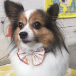 メルちゃんアイキャッチ