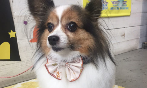 メルちゃんアイキャッチ