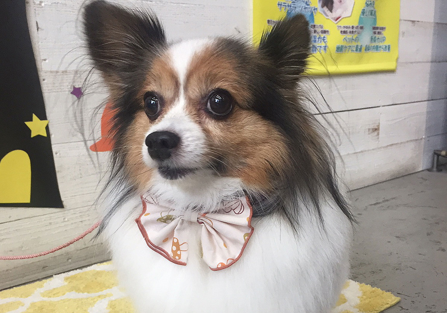 メルちゃんアイキャッチ