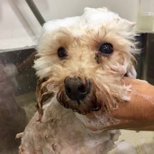 TPのぷーちゃんシャンプー中