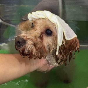 TPのプーちゃんスパ中