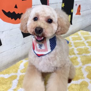 TPのプーちゃん施術後