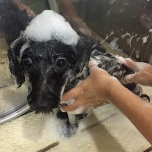 シャンプーミックス