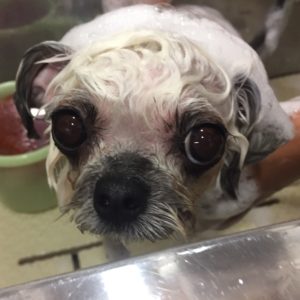 MIXのあずきちゃんシャンプー中