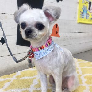 MIXのあずきちゃん施術後