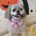 たんぽぽちゃんアイキャッチ