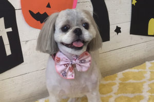 たんぽぽちゃんアイキャッチ