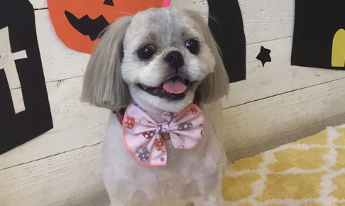 たんぽぽちゃんアイキャッチ