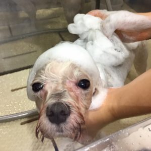 シャンプーマルチーズ