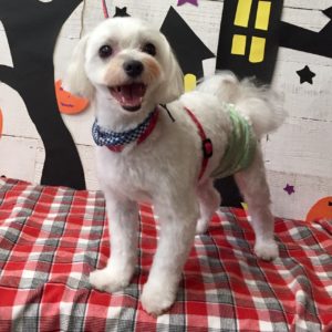 仕上がりマルチーズ